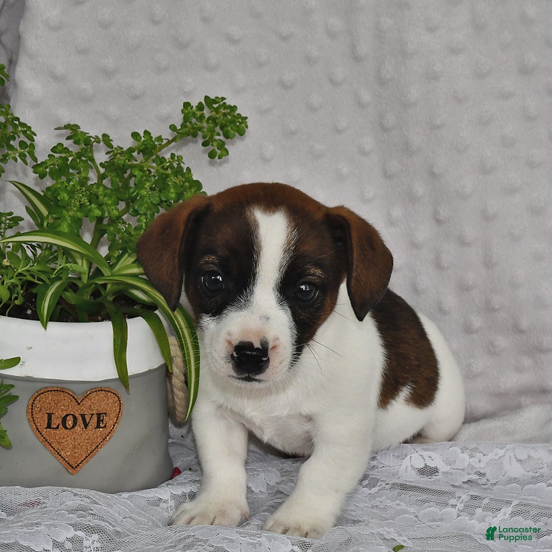 Jack Russell Terrier dogs for sale: Conley - Image 3
