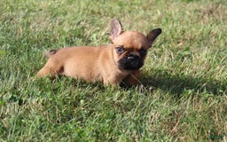 French Bulldog dogs for sale: Izzy - Image 4