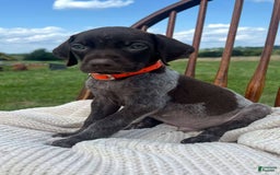 German Shorthaired Pointer dogs for sale: Gator - Image 3