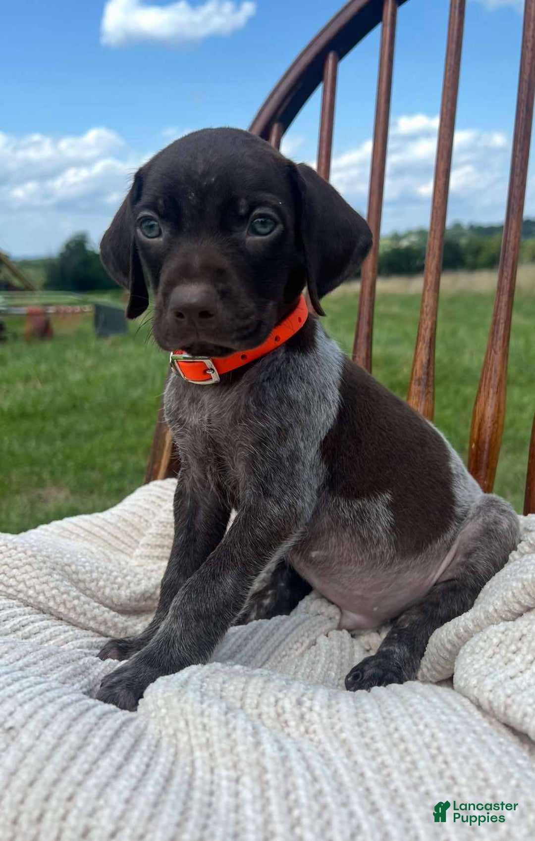 German Shorthaired Pointer dogs for sale: Gator - Image 3