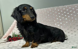 Miniature Dachshund dogs for sale: Mason - Image 8