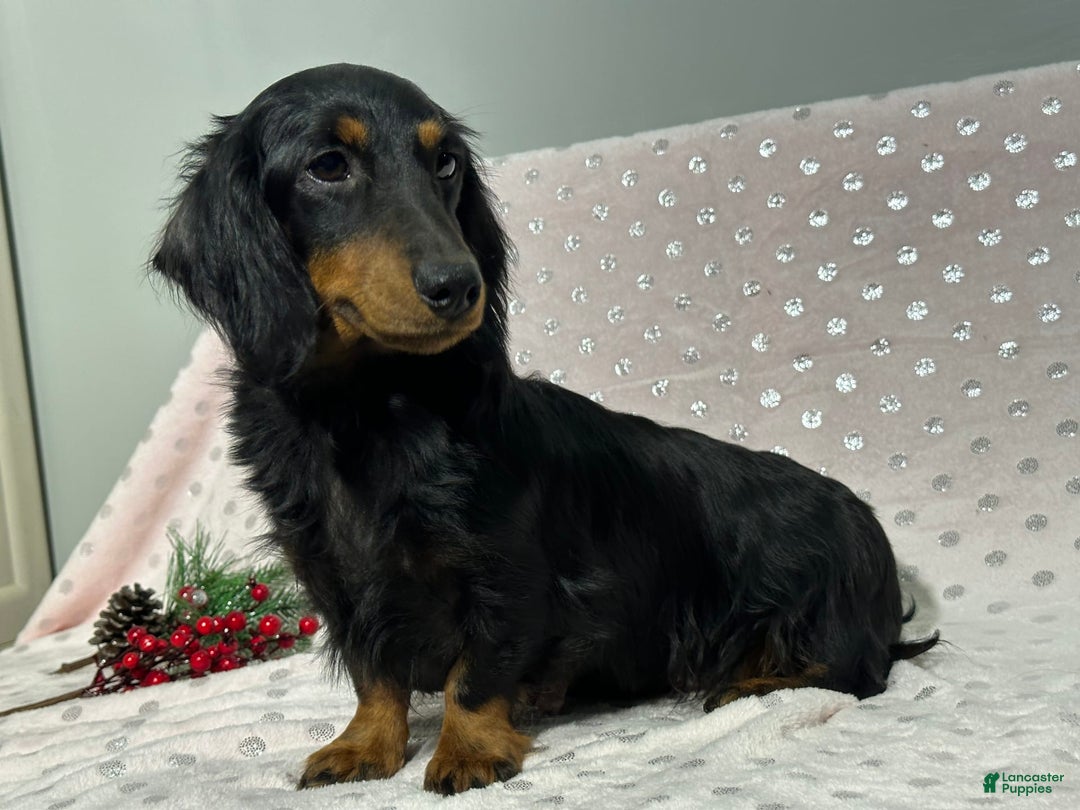 Miniature Dachshund dogs for sale: Mason - Image 8