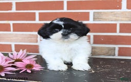 Shih Tzu dogs for sale: Daisy - Image 3