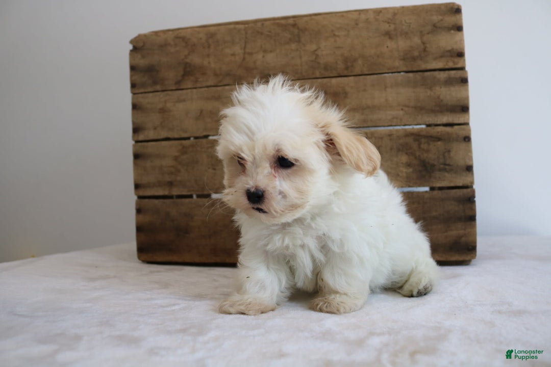 Teddy Bear dogs for sale: Karly - Image 8