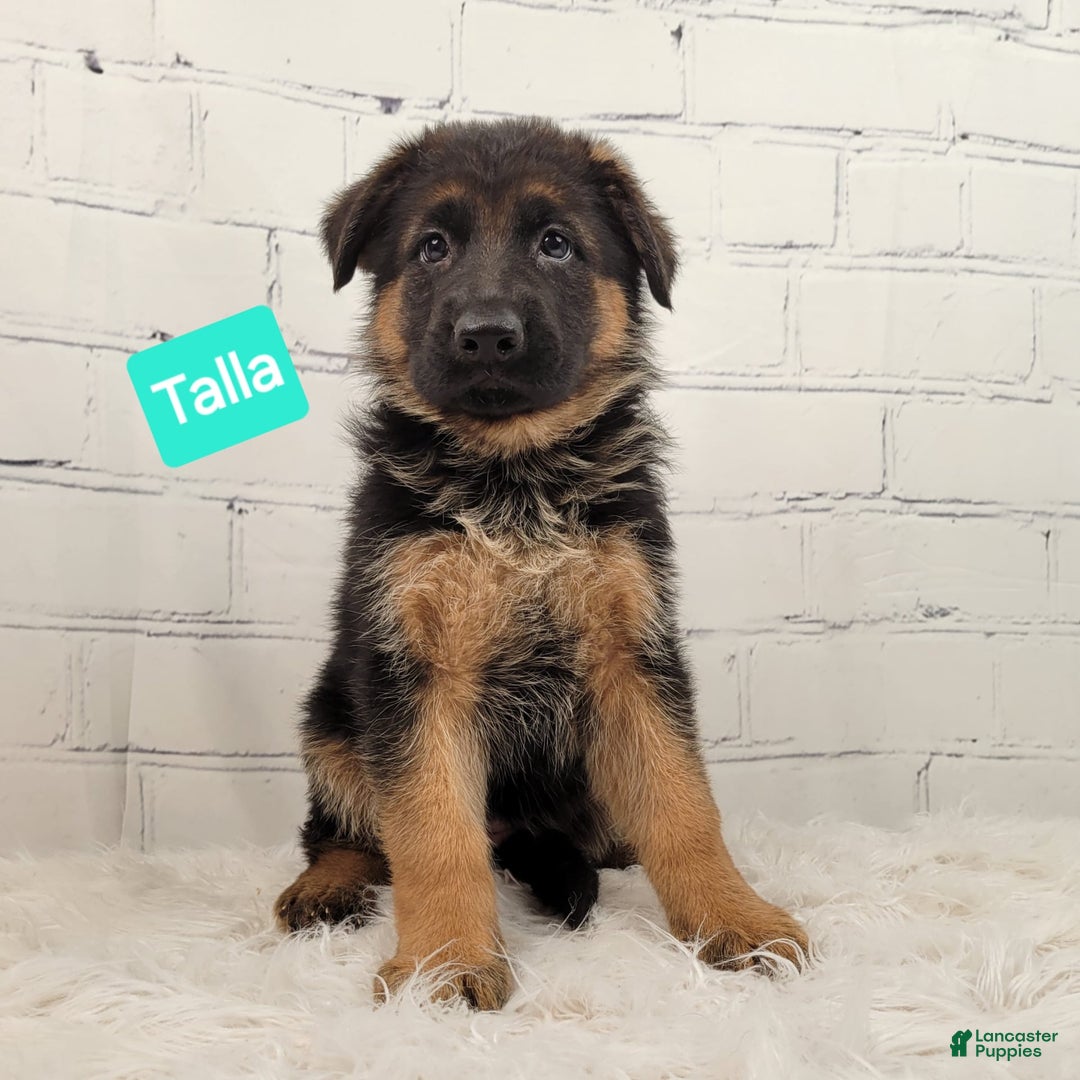 German Shepherd dogs for sale: Tala - Image 4