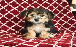 Yochon dogs for sale: Reba House Raised - Image 2