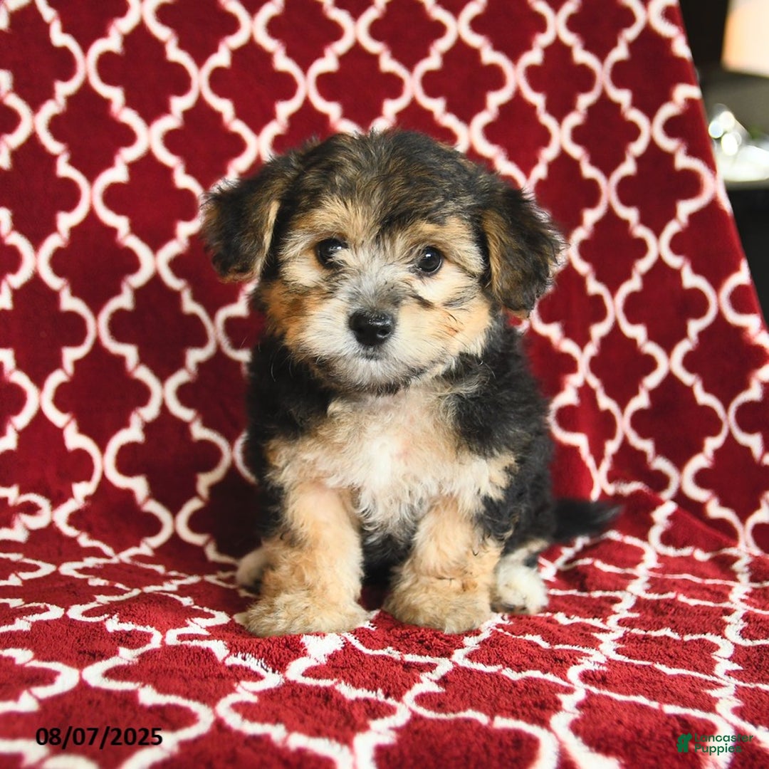 Yochon dogs for sale: Reba House Raised - Image 2
