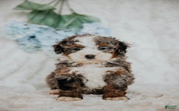 Mini Bernedoodle dogs for sale: Moe F1b - Image 2