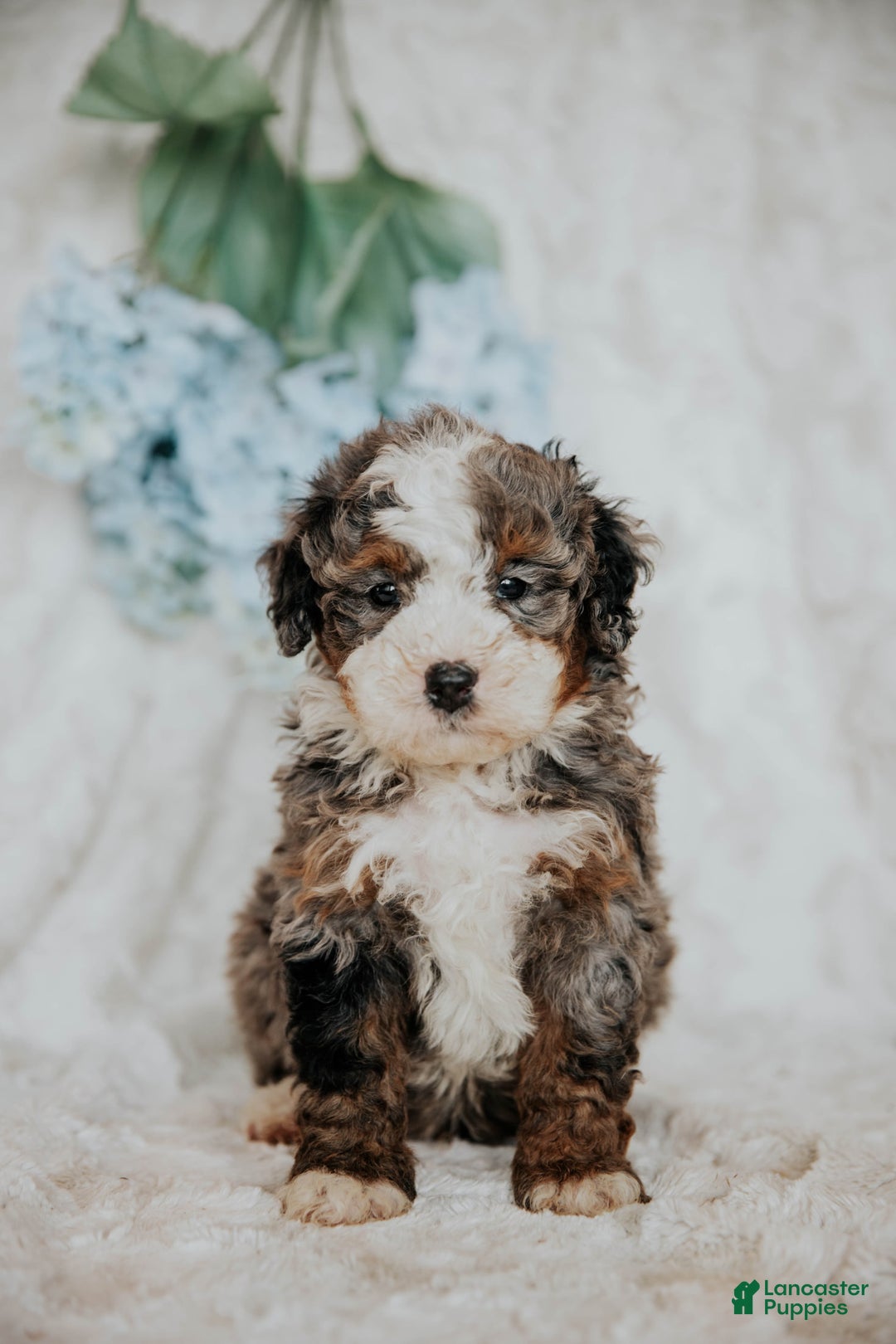 Mini Bernedoodle dogs for sale: Moe F1b - Image 2