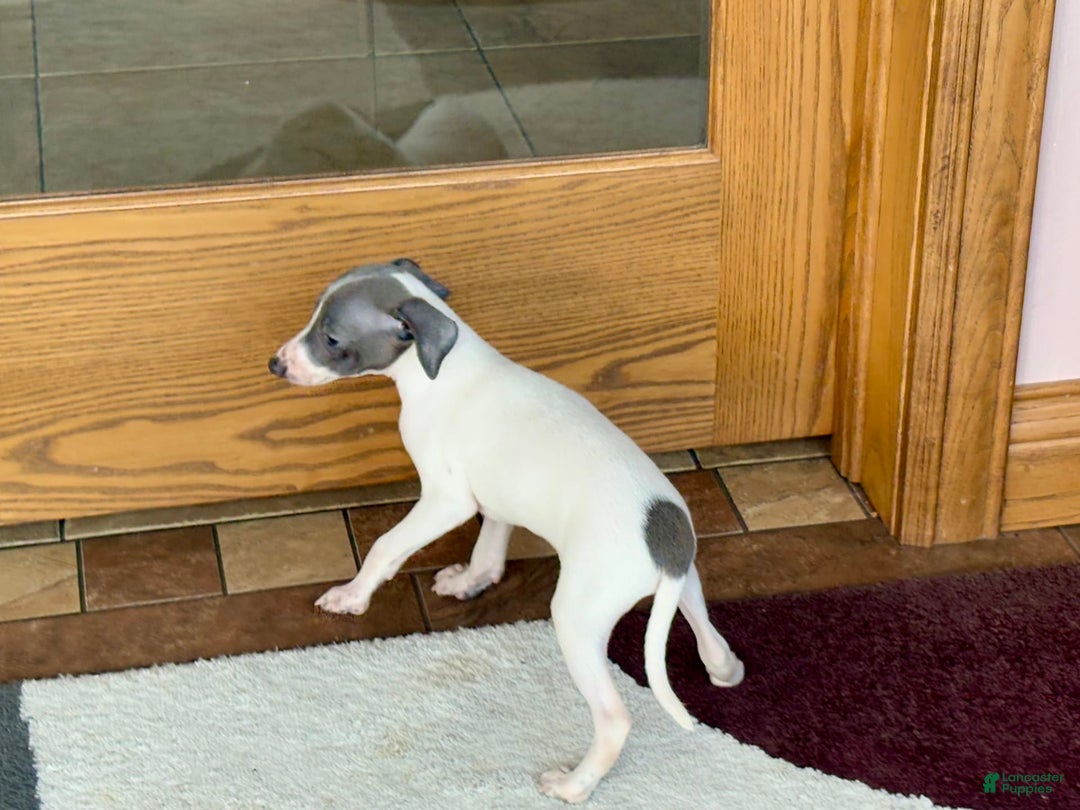 Italian Greyhound dogs for sale: Reggie - Image 3
