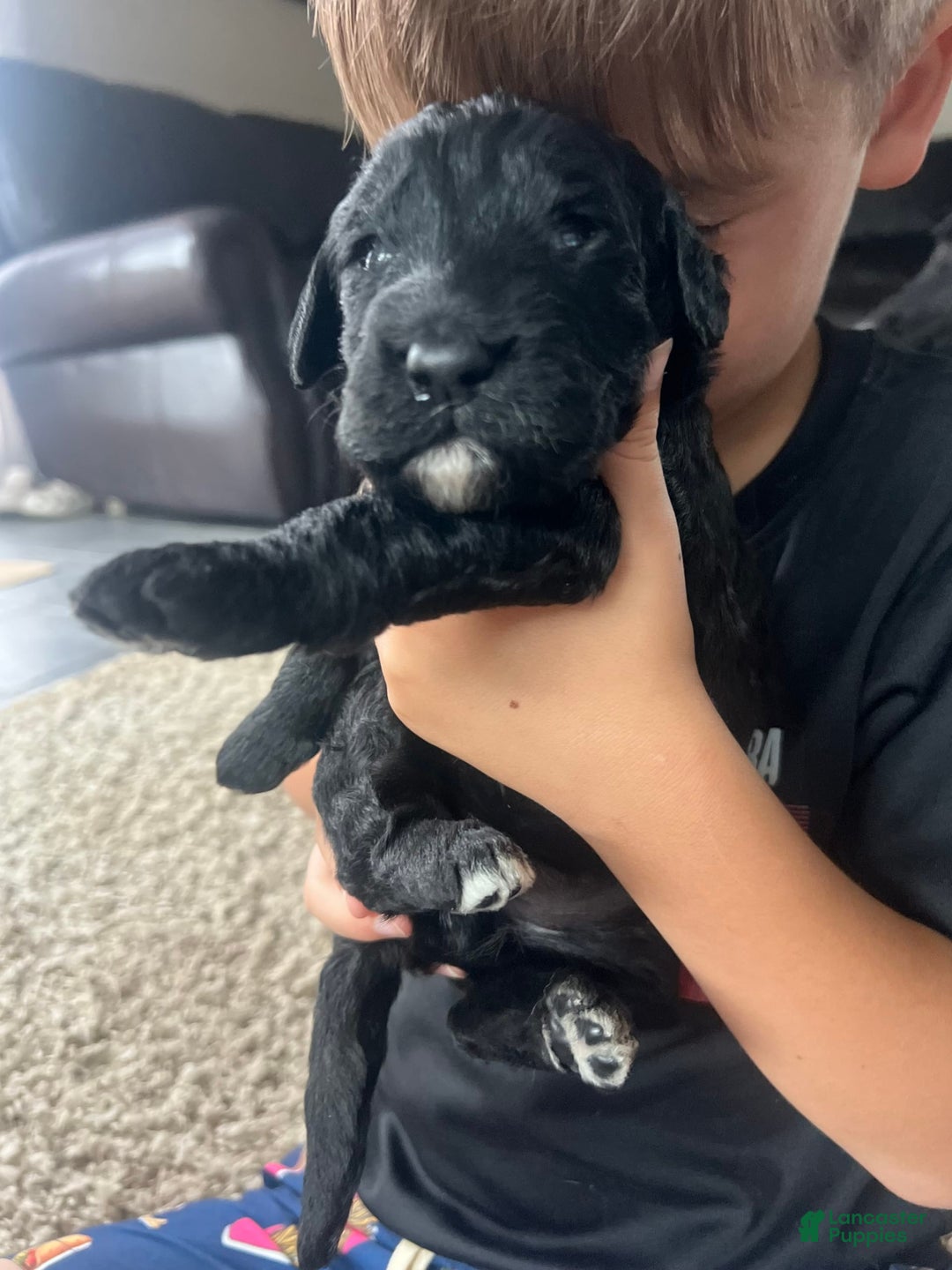 Goldendoodle dogs for sale: Ash - Image 8
