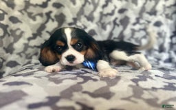 Cavalier King Charles Spaniel dogs for sale: Beans - Image 2