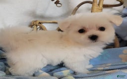 Maltese dogs for sale: Arlo - Image 1