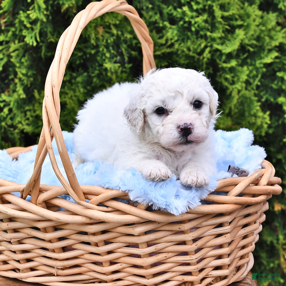Bichon Frise dogs for sale: Asher - Image 6