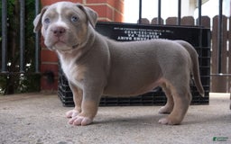 American Bully dogs for sale: Rose - Image 2