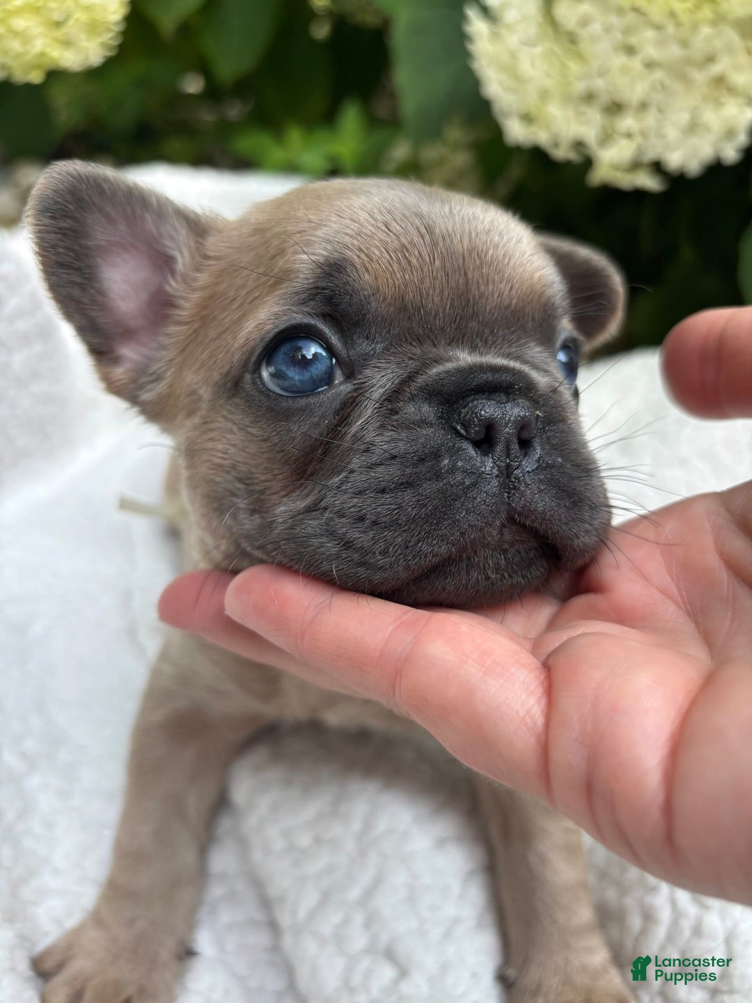 French Bulldog dogs for sale: Linus - Image 4