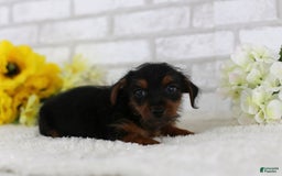 Yorkshire Terrier dogs for sale: Axel - Image 4