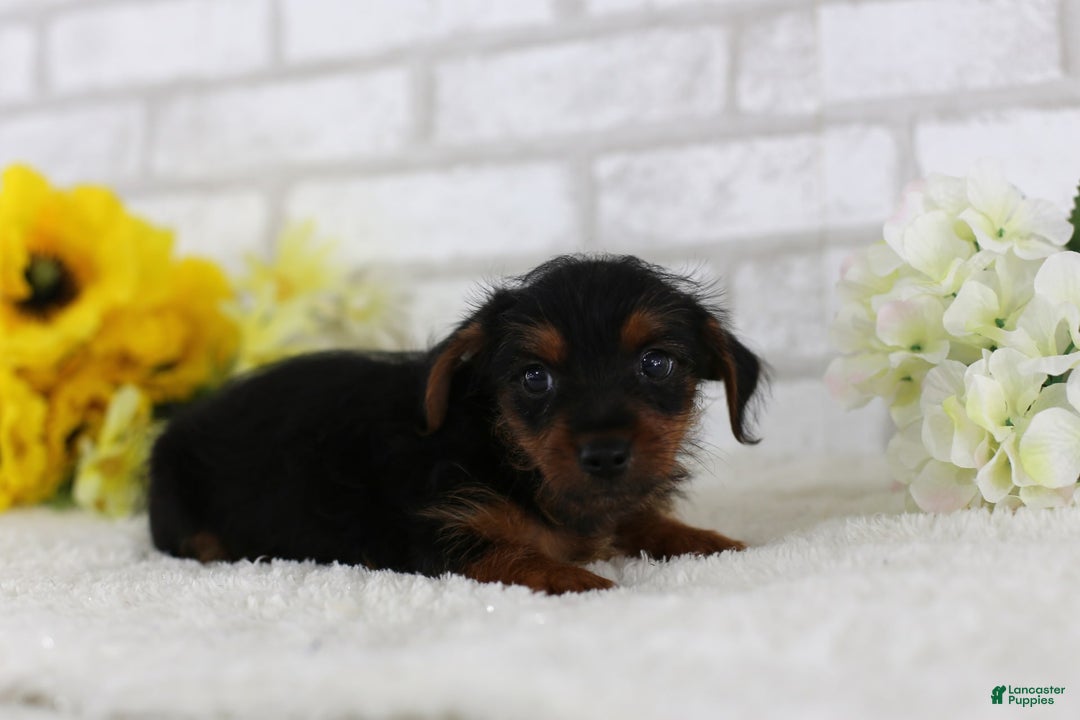 Yorkshire Terrier dogs for sale: Axel - Image 4