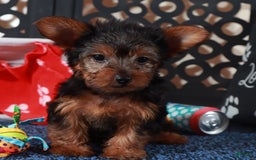 Yorkshire Terrier dogs for sale: Chiclet - Image 4