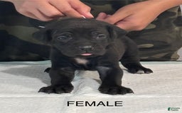 Cane Corso dogs for sale: Cane Corso - Image 1