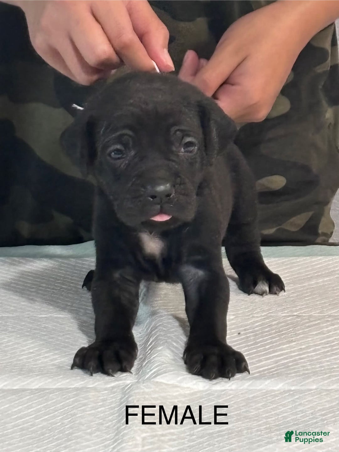 Cane Corso dogs for sale: Cane Corso - Image 1