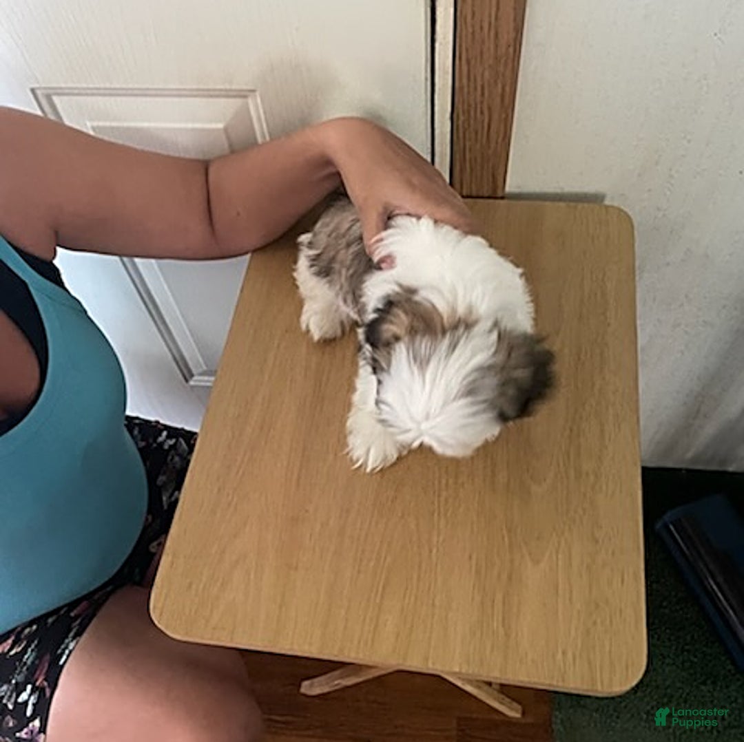 Shih Tzu dogs for sale: Little Rascal - Image 6