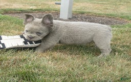 French Bulldog dogs for sale: Rusty - Image 9