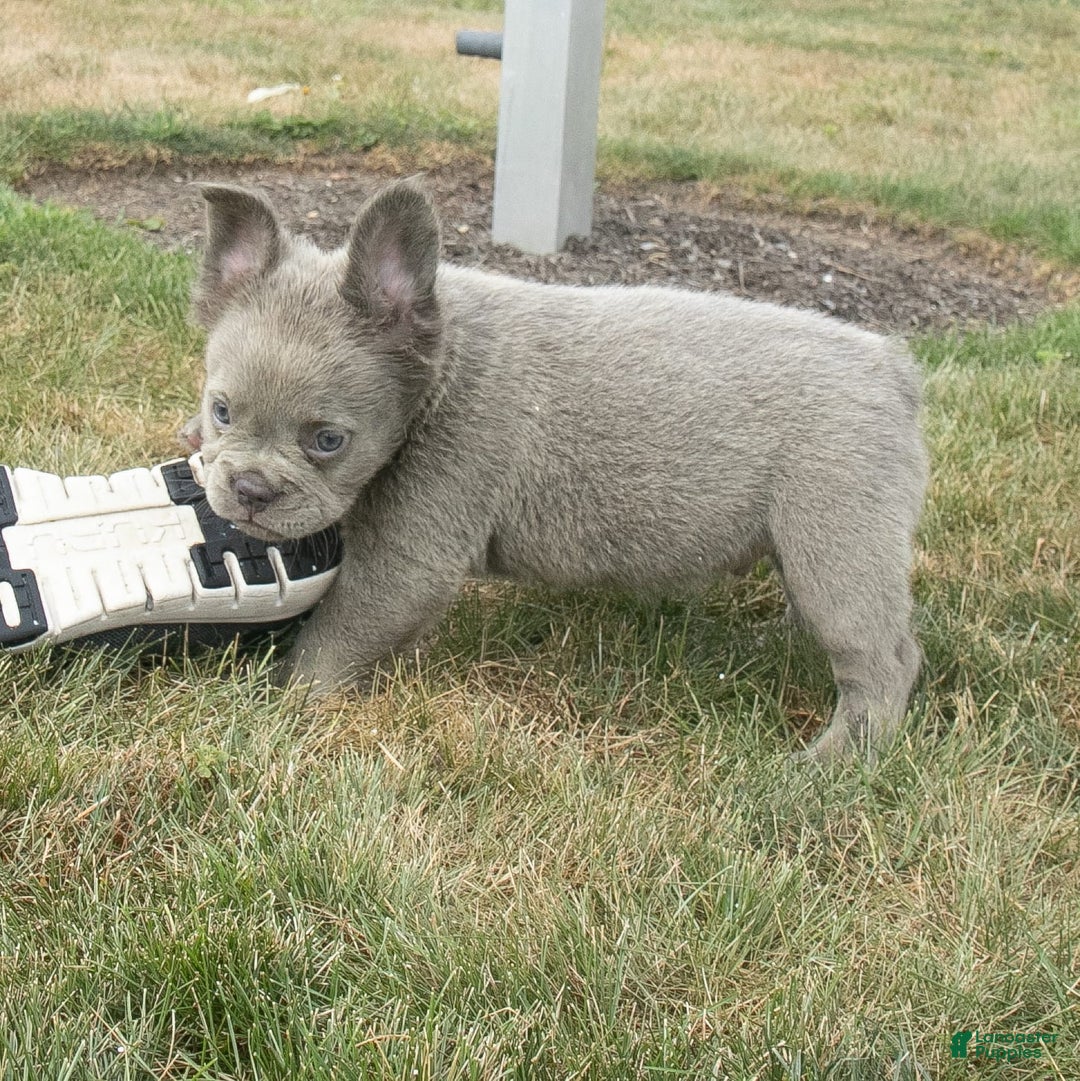 French Bulldog dogs for sale: Rusty - Image 9