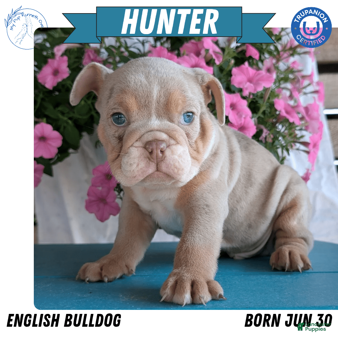 English Bulldog dogs for sale: Hunter - Image 11