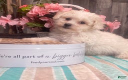 Bichon Frise dogs for sale: Biscuit - Image 5