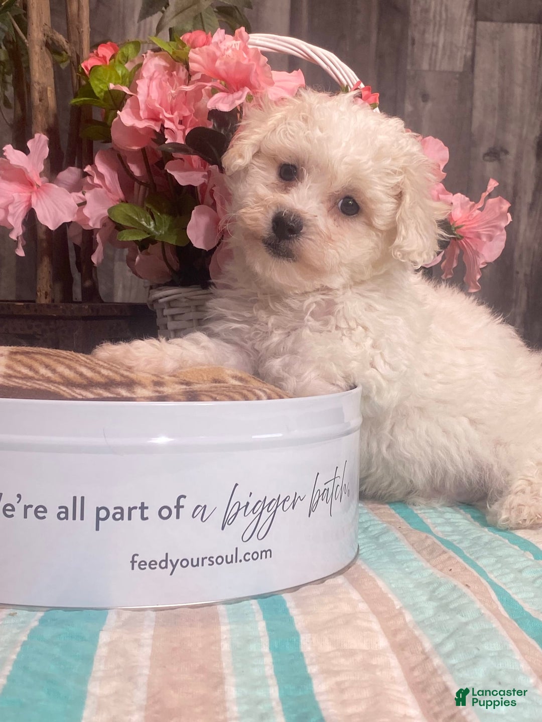 Bichon Frise dogs for sale: Biscuit - Image 5
