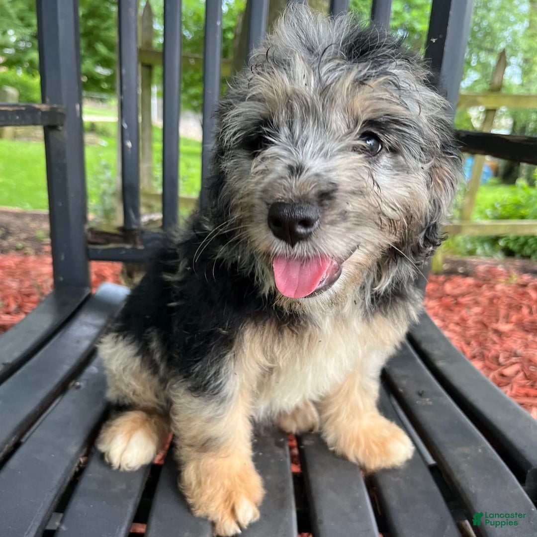 Mini Aussiedoodle dogs for sale: Tulip - Image 18