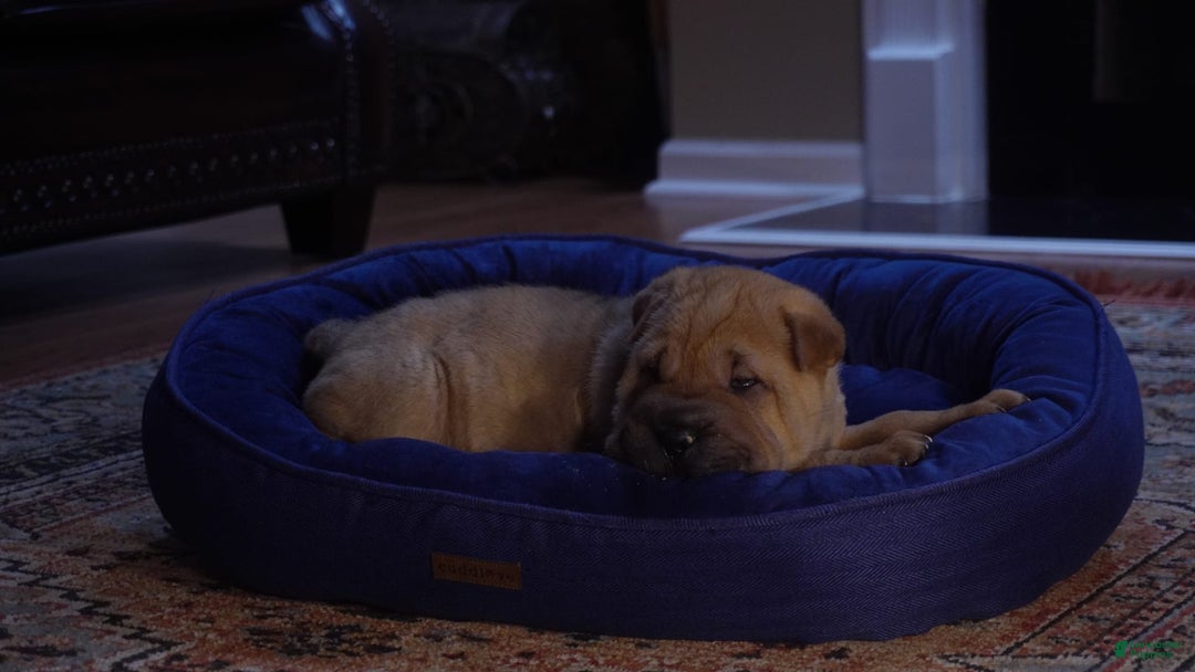Shar Pei dogs for sale: Tati - Image 5