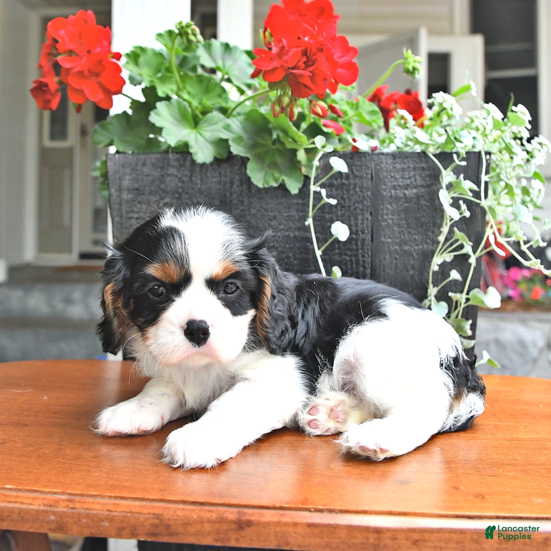 Cavalier King Charles Spaniel dogs for sale: Lilly - Image 10