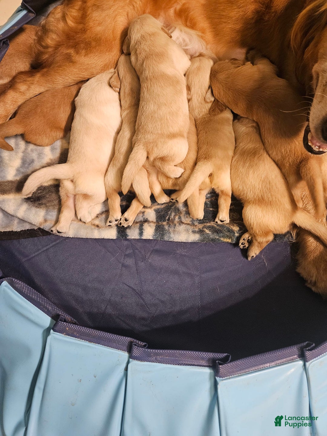 Golden Retriever dogs for sale: Bella - Image 6