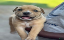 American Bully dogs for sale: Coco Jr - Image 2