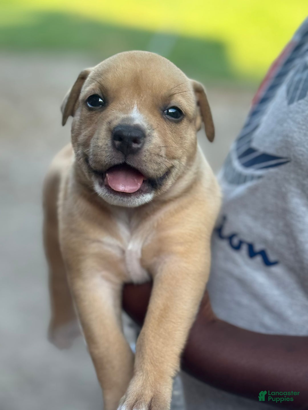 American Bully dogs for sale: Coco Jr - Image 2