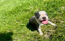 Boston Terrier dogs for sale: Lisa - Image 9