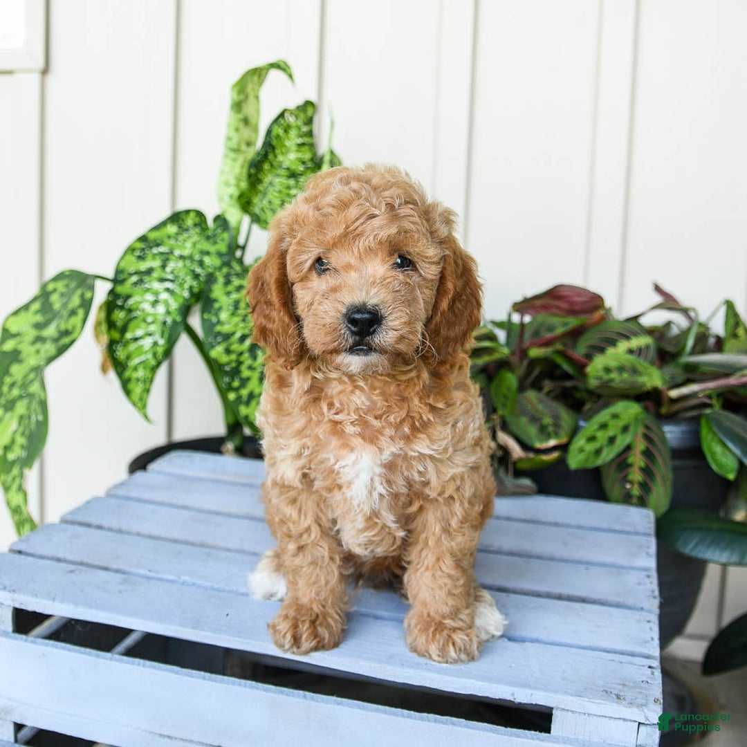 Mini Goldendoodle dogs for sale: Muppet - Image 2