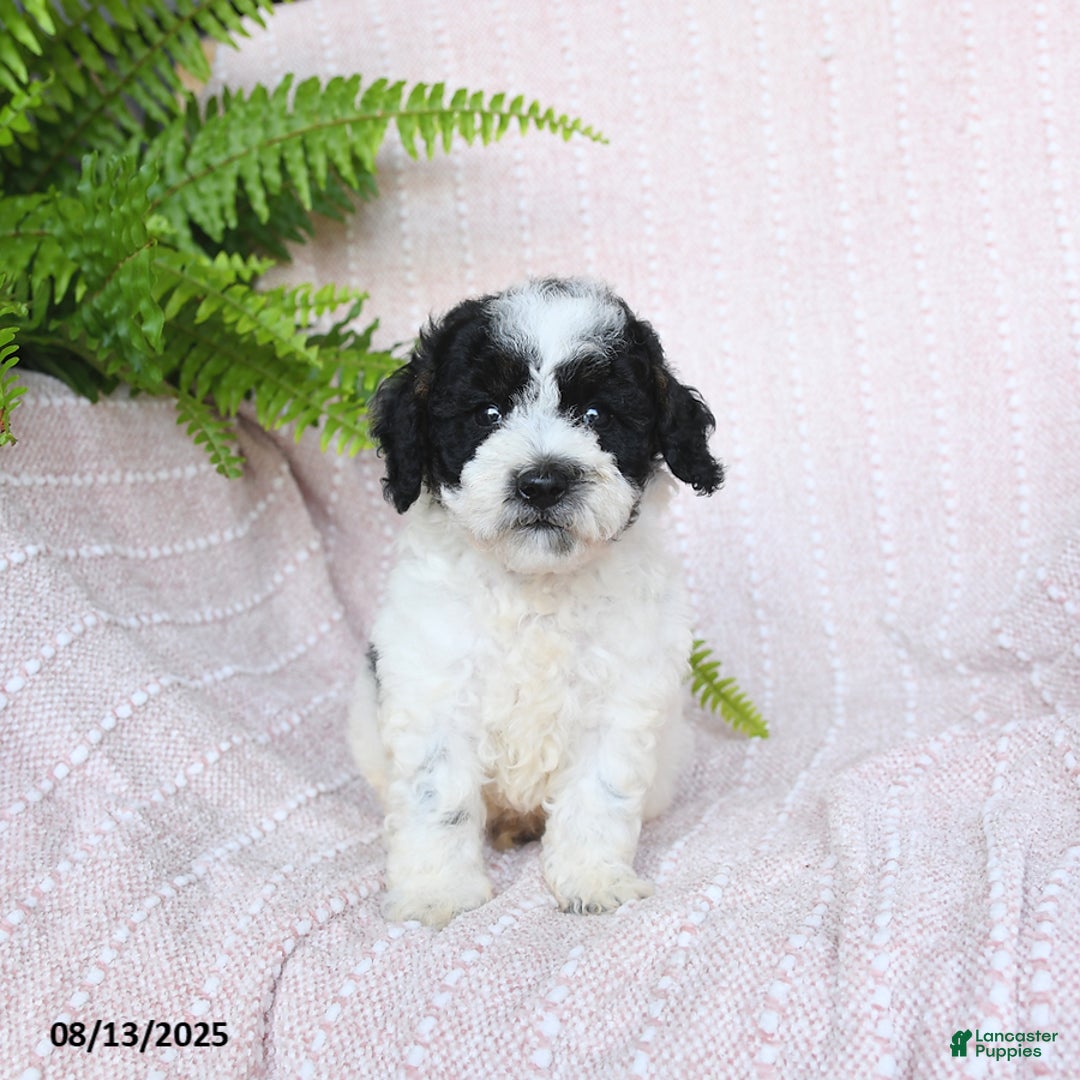 Miniature Poodle dogs for sale: Harper - Image 5