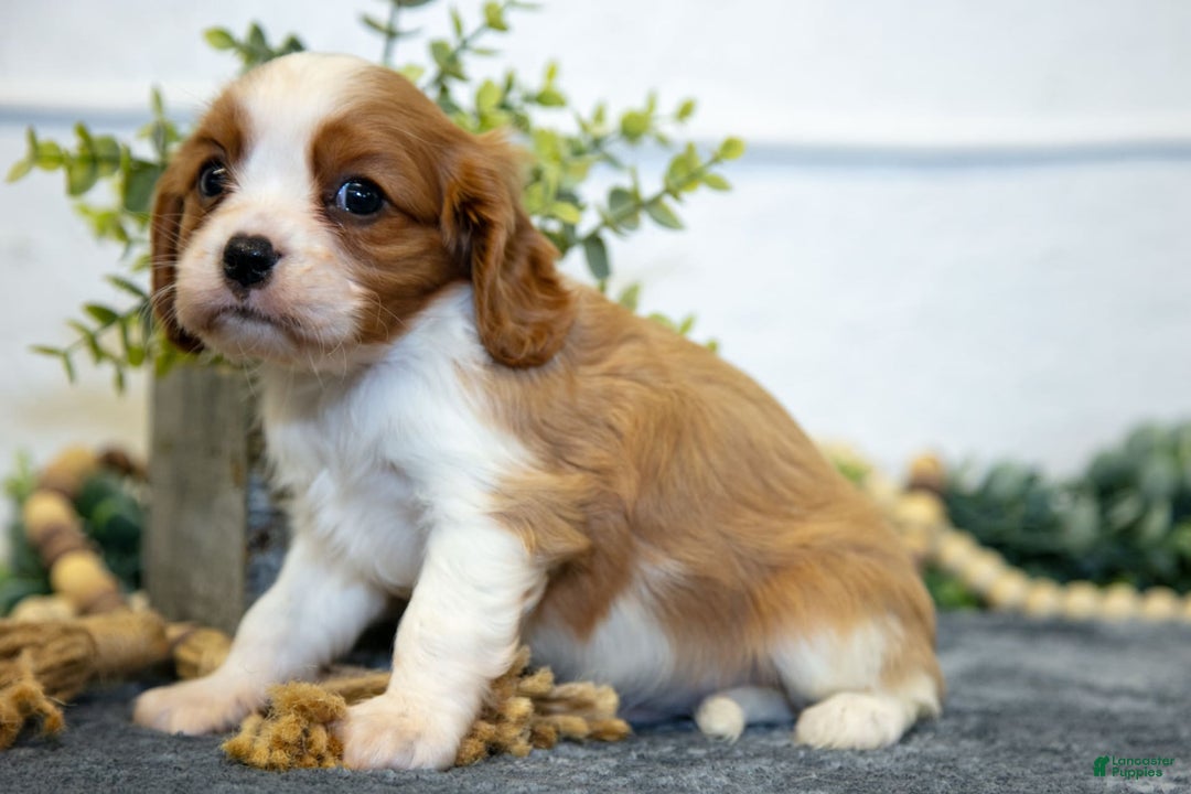Cavalier King Charles Spaniel dogs for sale: Carter - Image 3