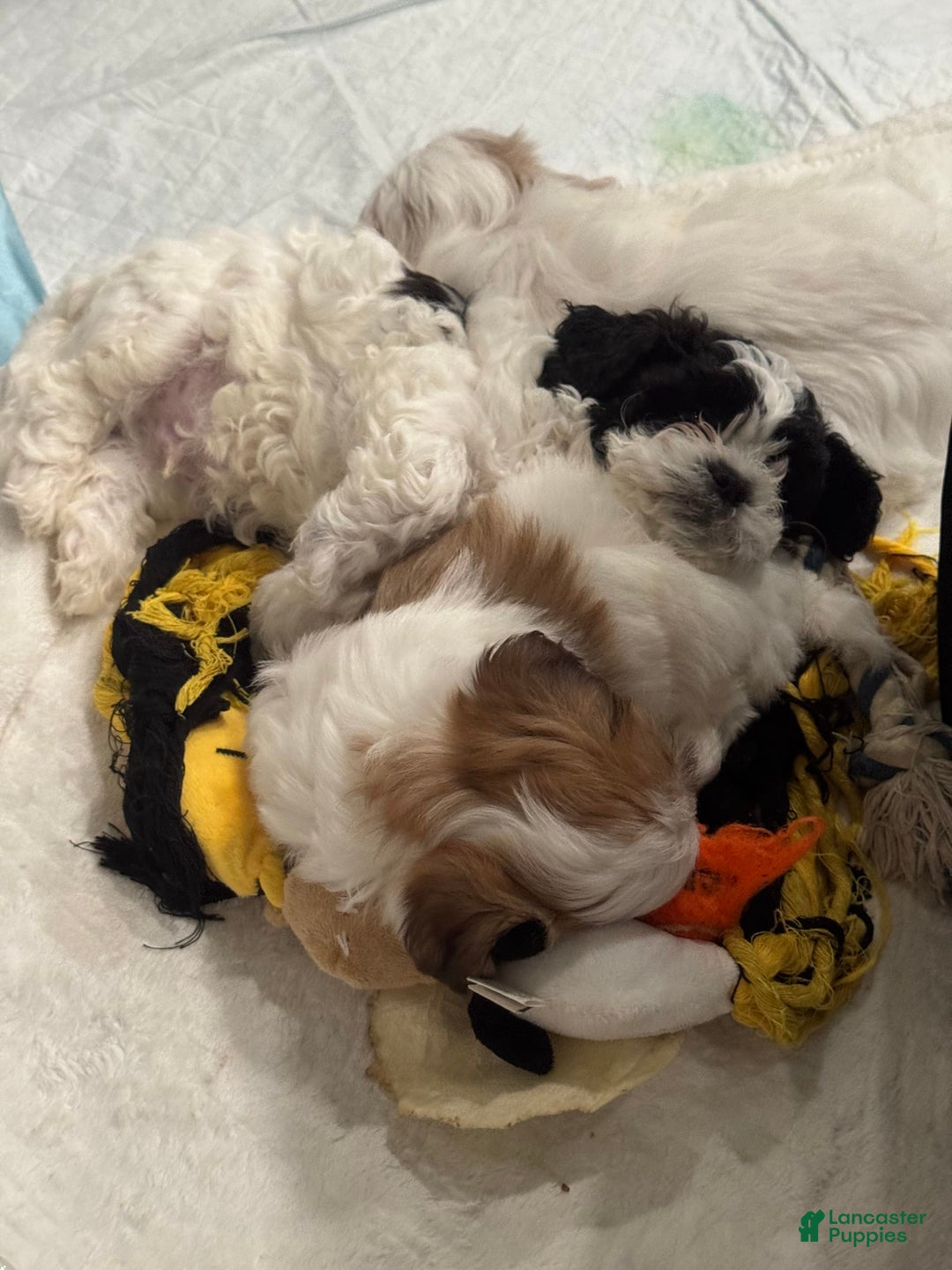 Shihpoo dogs for sale: Beamer - Image 4
