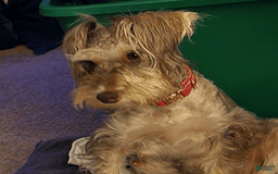 Miniature Schnauzer dogs for sale: Cotton Wiggles - Image 7