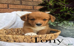 Welsh Corgi Pembroke dogs for sale: Tony - Image 4