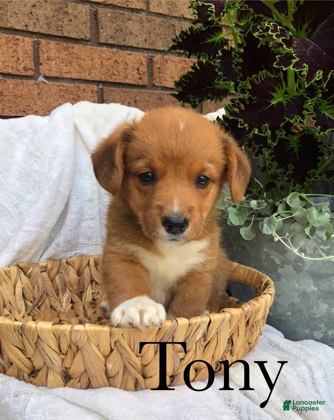Welsh Corgi Pembroke dogs for sale: Tony - Image 4
