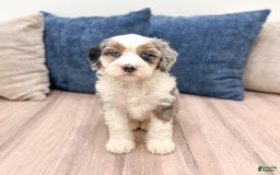 Mini Bernedoodle dogs for sale: Molly - Image 7