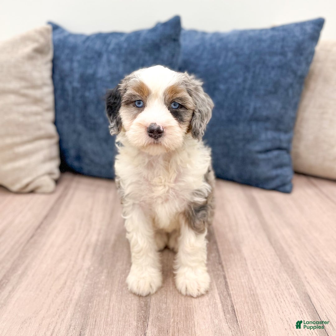 Mini Bernedoodle dogs for sale: Molly - Image 7
