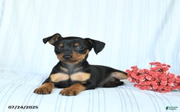 Miniature Pinscher dogs for sale: Bruno - Image 3