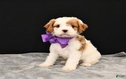 Cavapoo dogs for sale: Caramel - Image 3