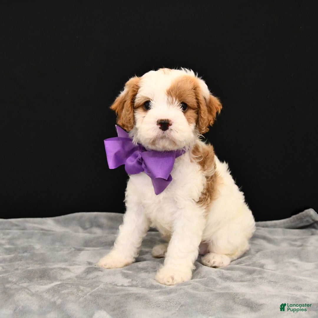 Cavapoo dogs for sale: Caramel - Image 3